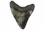 Fossil Megalodon Tooth - North Carolina #109062-1